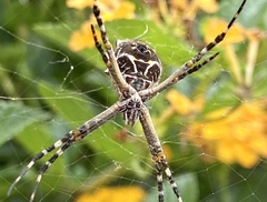 Argiope argentata