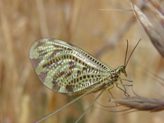 Nemoptera coa