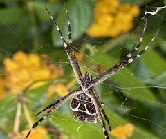 Argiope argentata