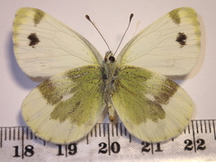 Pieris krueperi