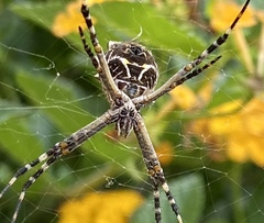 Argiope argentata