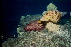 Charonia tritonis