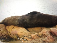 Arctocephalus pusillus