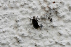 Coleoptera