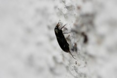 Coleoptera