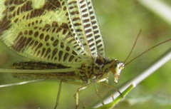 Nemoptera coa