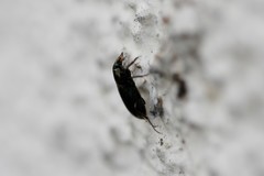 Coleoptera