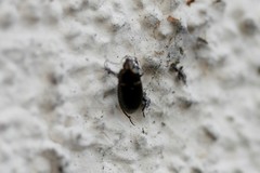 Coleoptera