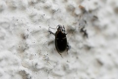 Coleoptera