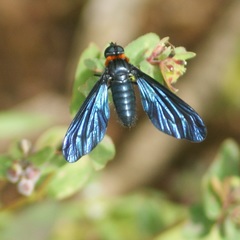 Cyananthrax cyanopterus