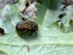 Neocorvicoana reticulata