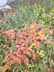 Parthenocissus quinquefolia