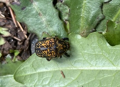 Neocorvicoana reticulata
