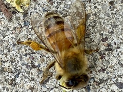 Apis mellifera
