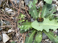 Neocorvicoana reticulata