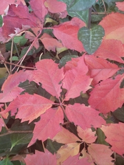 Parthenocissus quinquefolia