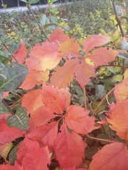 Parthenocissus quinquefolia