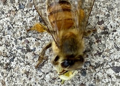 Apis mellifera