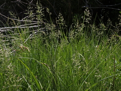 Poa pratensis pratensis