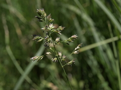 Poa pratensis pratensis