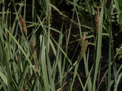 Carex nebrascensis