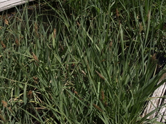 Carex nebrascensis