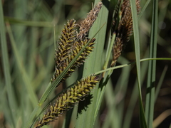 Carex nebrascensis