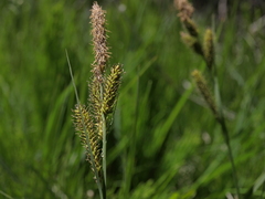 Carex nebrascensis
