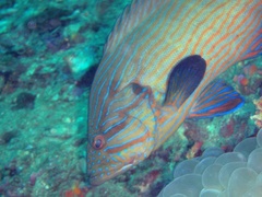 Cephalopholis formosa