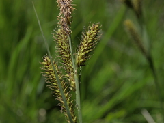 Carex nebrascensis