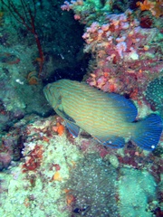 Cephalopholis formosa