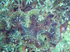 Tridacninae