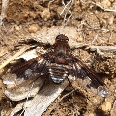 Exoprosopa pueblensis