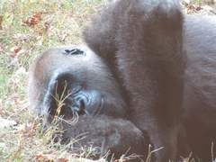 Gorilla gorilla