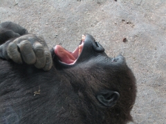 Gorilla gorilla