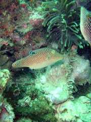 Canthigaster petersii