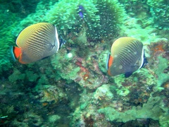 Chaetodon collare