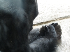 Gorilla gorilla