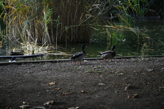 Anas platyrhynchos