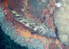 Epinephelus coeruleopunctatus