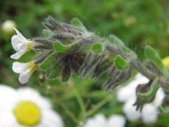 Alkanna sartoriana