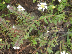 Alkanna sartoriana