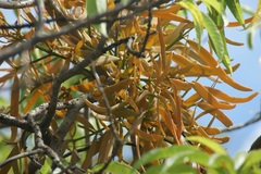 Phoradendron carneum