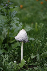 Coprinus comatus