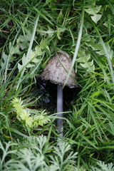 Coprinus comatus