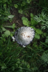 Coprinus comatus