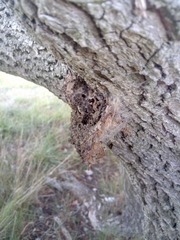 Thaumetopoea processionea