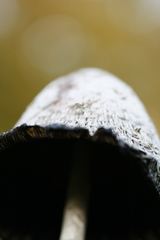 Coprinus comatus