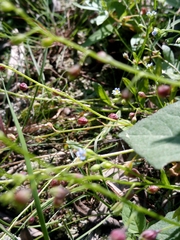 Dasineura myosotidis