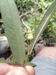 Rabdophaga terminalis